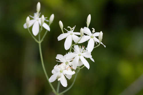 Sabatia macrophylla #9
